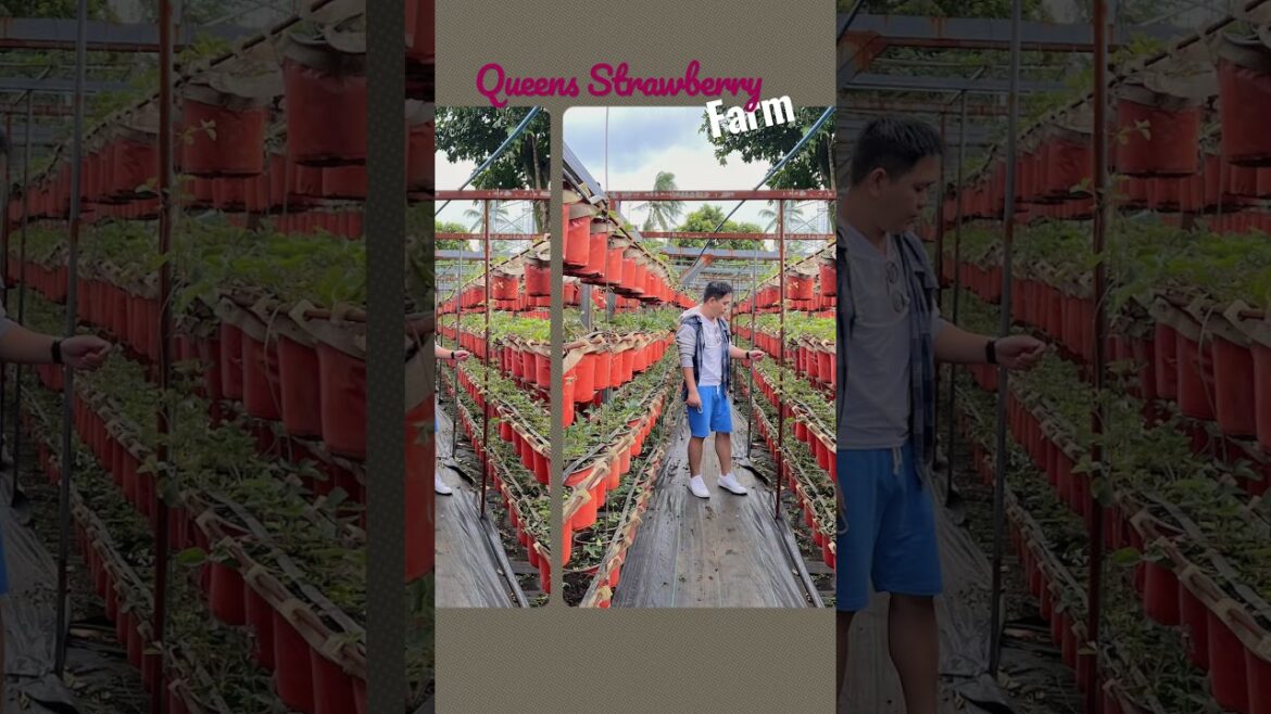 Queens 🍓 Strawberry Farm at Alfonso Cavite | #shorts #strawberry #strawberryfarm #strawberries