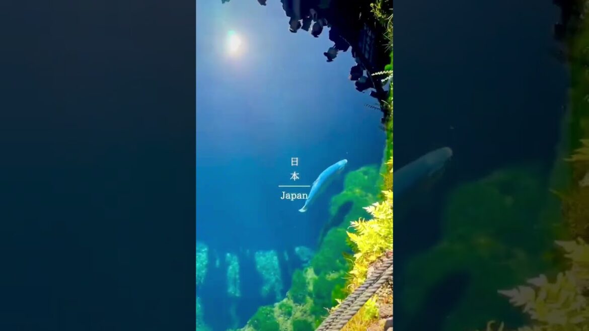 Nostalgic pur in Japan π―π΅ #japan #kyoto #short #shorts #travel #vacation #explore #shortsfeed Nostalgic pur in Japan π―π΅ #japan #kyoto #short #shorts #travel #vacation #explore #shortsfeed