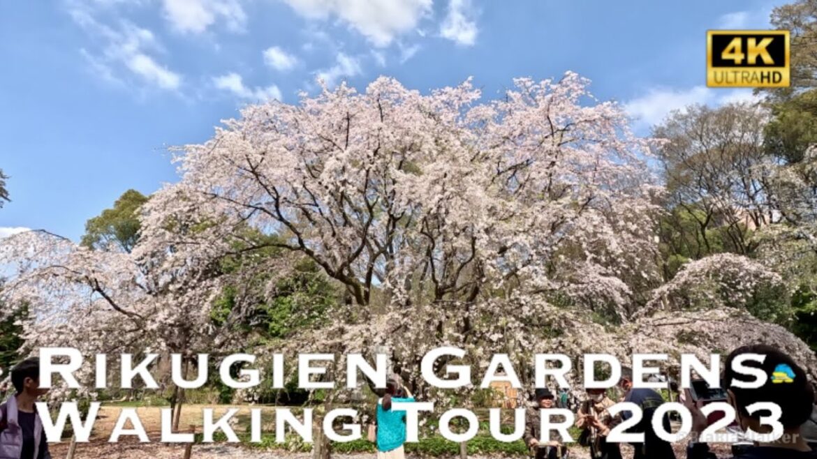 [4K] RIKUGIEN GARDENS Cherry Blossoms in Tokyo 2023 💛 Walking Tour / 桜 六義園 散歩 2023
