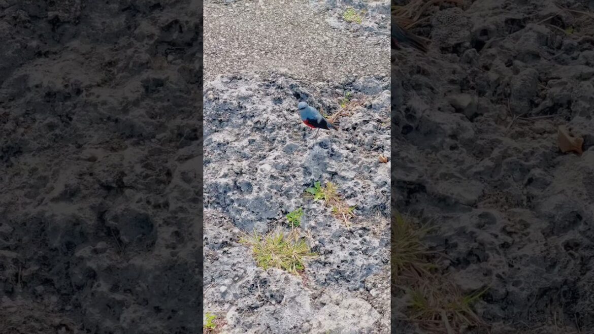 幸せの青い鳥が…… #shorts