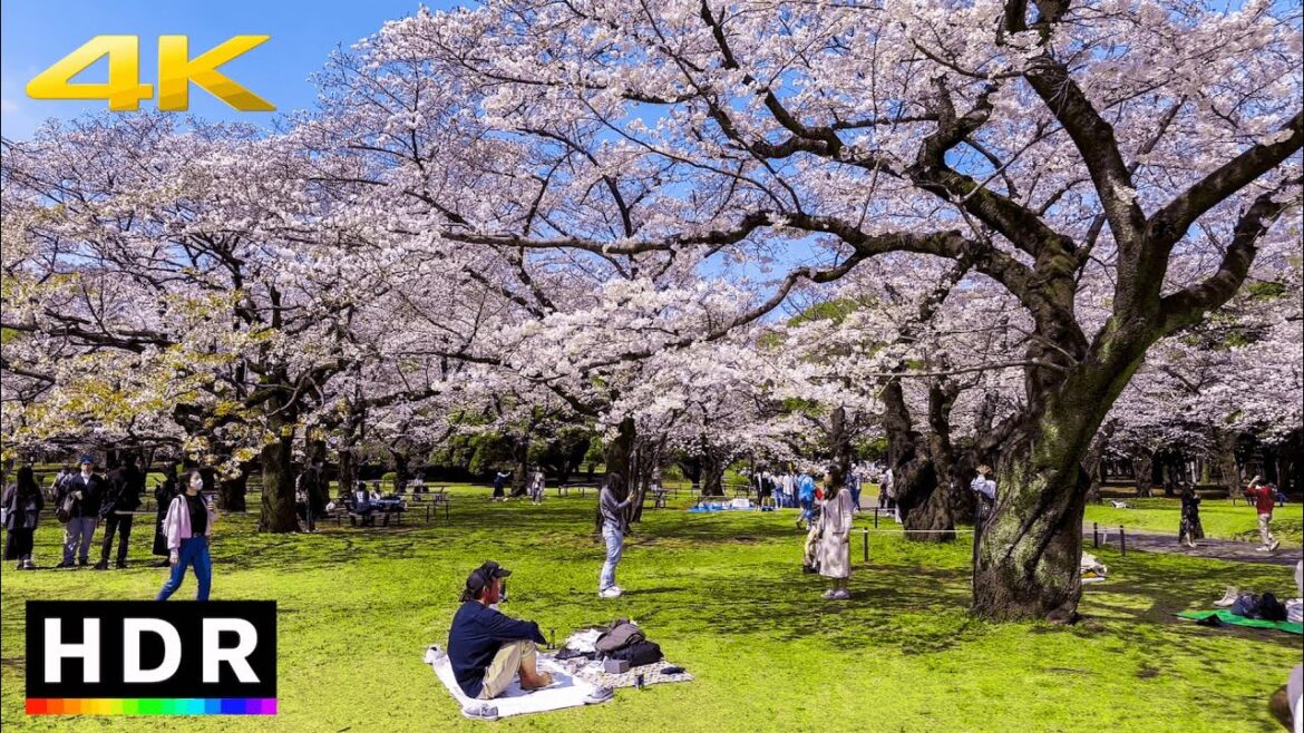 2 Best Cherry Blossom Spots In Tokyo 2023
