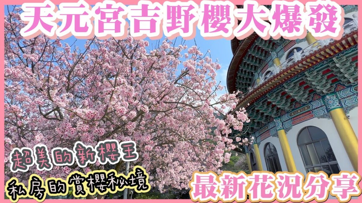 2023 淡水天元宮吉野櫻大爆發 I 必拍的新櫻王及入口石碑處的滿開吉野櫻 I 天元宮吉野櫻最新花況 I 私房的賞櫻秘境及古蹟三板橋