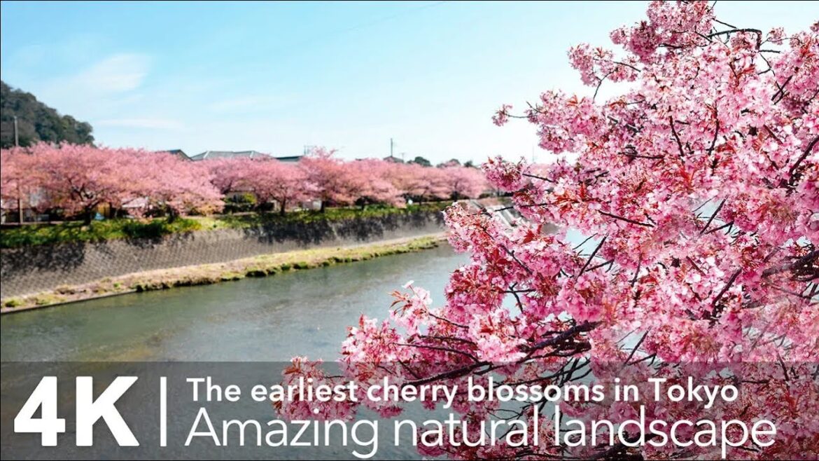 2023🌸日本靜岡賞櫻花絕美景點｜河津町