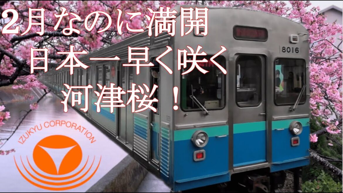 2月に満開!? 『海岸リゾート列車』に乗って河津桜まつりの旅/伊豆急行 4K