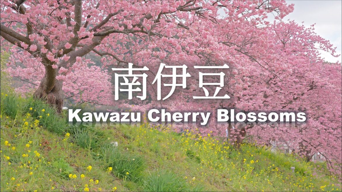 4K 8K Cherry Tree and Canola flower festival in Minami-Izu, Shizuoka 2023 4K 8K Cherry Tree and Canola flower festival in Minami-Izu, Shizuoka 2023