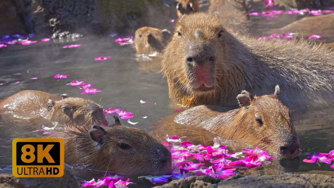 4K 8K 【伊豆シャボテン動物公園】Capybara Relaxation in Izu Shaboten Zoo, Shizuoka 2023