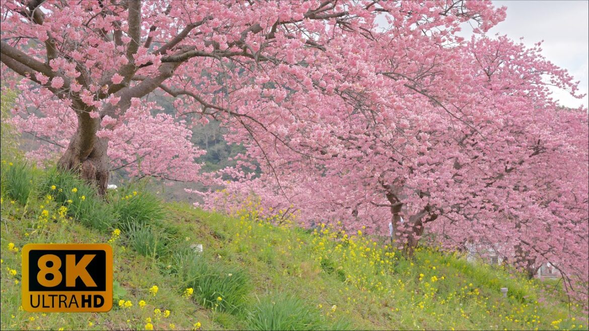 4K 8K 【南伊豆】Cherry Tree and Canola flower festival in Minami-Izu, Shizuoka 2023 4K 8K 【南伊豆】Cherry Tree and Canola flower festival in Minami-Izu, Shizuoka 2023