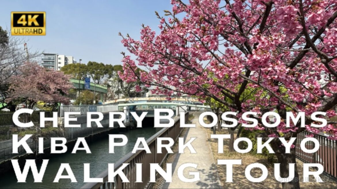 [4K] CHERRY BLOSSOMS Kiba Park Tokyo 2023 💛 Walking Tour / 河津桜 東京2023 木場公園 大横川 散歩