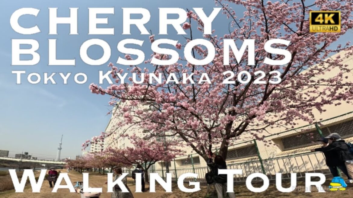 [4K] CHERRY BLOSSOMS Kyunaka Riverside  Tokyo 2023 💛 Walking Tour / 河津桜 東京2023 旧中川水辺公園 散歩