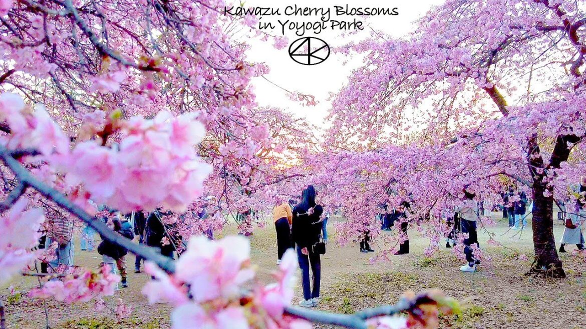 4K 代々木公園の河津桜 2023年2月23日 東京 Japan