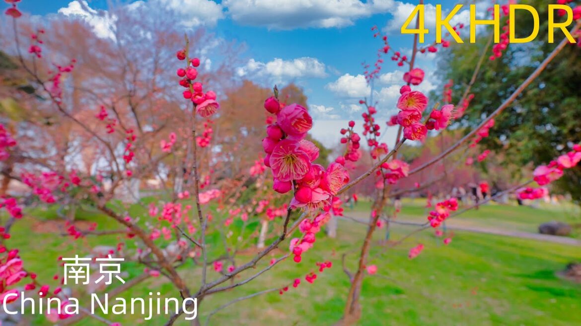 4KHDR | Nanjing Spring Travel，Explore China's largest royal garden，Xuanwu Lake Plum Blossom