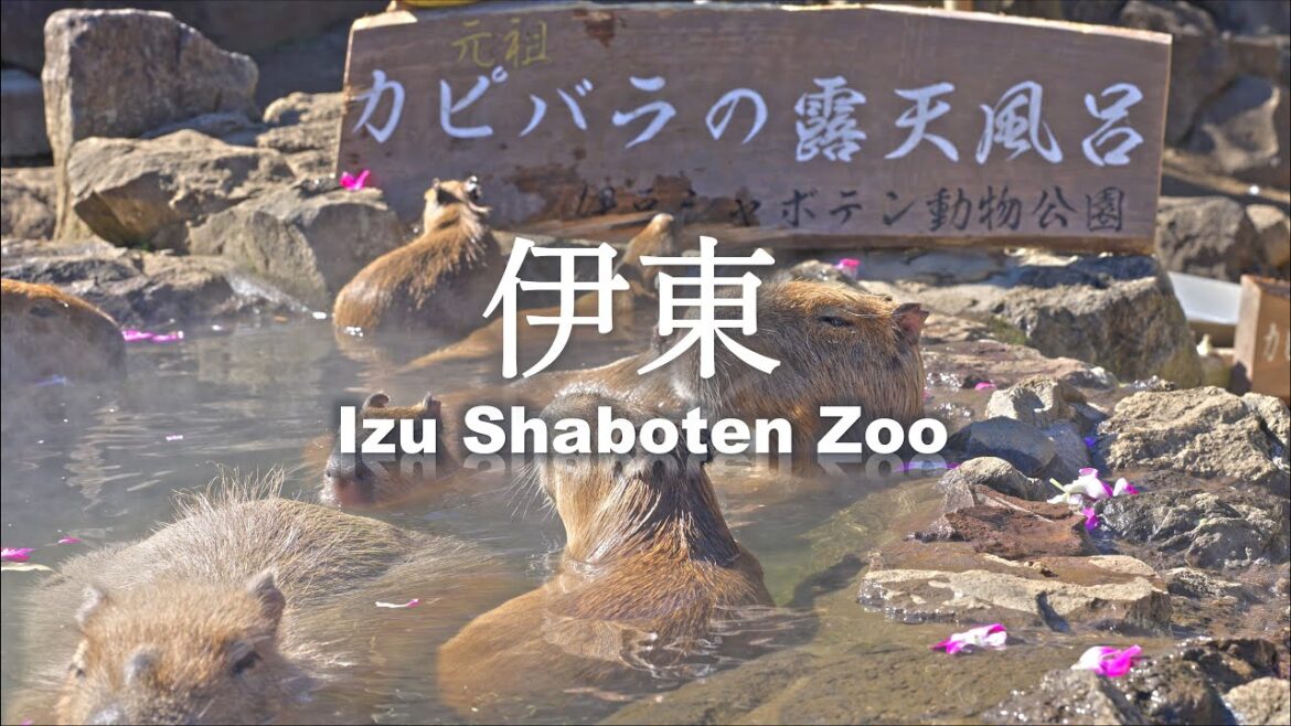 8K HDR 2# Capybara at Izu Shaboten Zoo in Shizuoka 2023 8K HDR 2# Capybara at Izu Shaboten Zoo in Shizuoka 2023