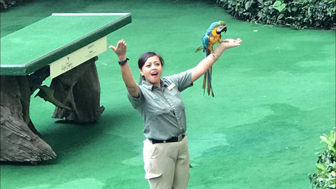 Bird Show Jurong Bird Park Singapore Bird Show Jurong Bird Park Singapore