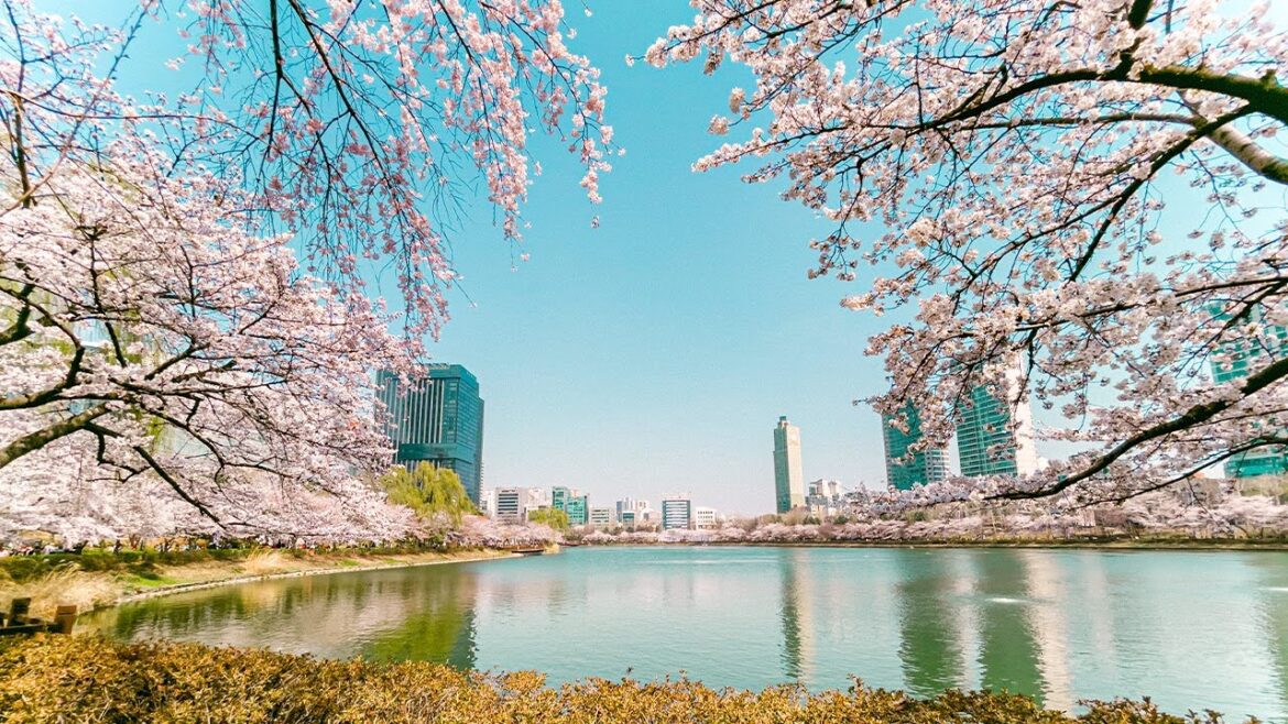 Cherry Blossom Seoul 2023 Seokchon Lake Afternoon | Travel Korea 4K HDR