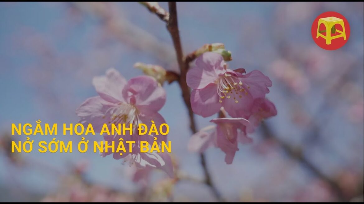 Chiêm ngưỡng hoa anh đào nở sớm ở Kawazu, Nhật Bản