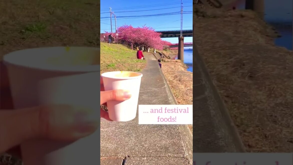 Early Cherry Blossoms in #Japan #cherryblossom #sakura