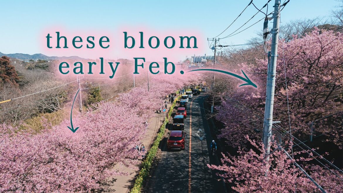 Early blooming cherry blossom festival at Miura Kaigan, Japan Early blooming cherry blossom festival at Miura Kaigan, Japan