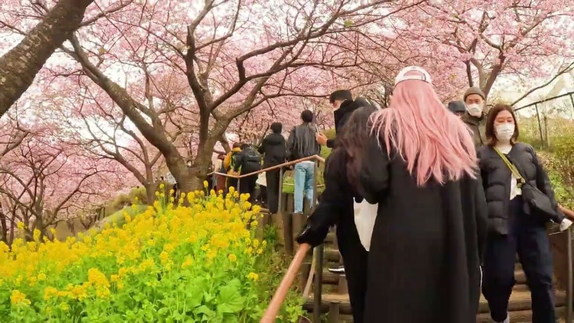 Japan Cherry Blossom Festival 2023 - 4K - sakura Matsuri まつだ桜まつり