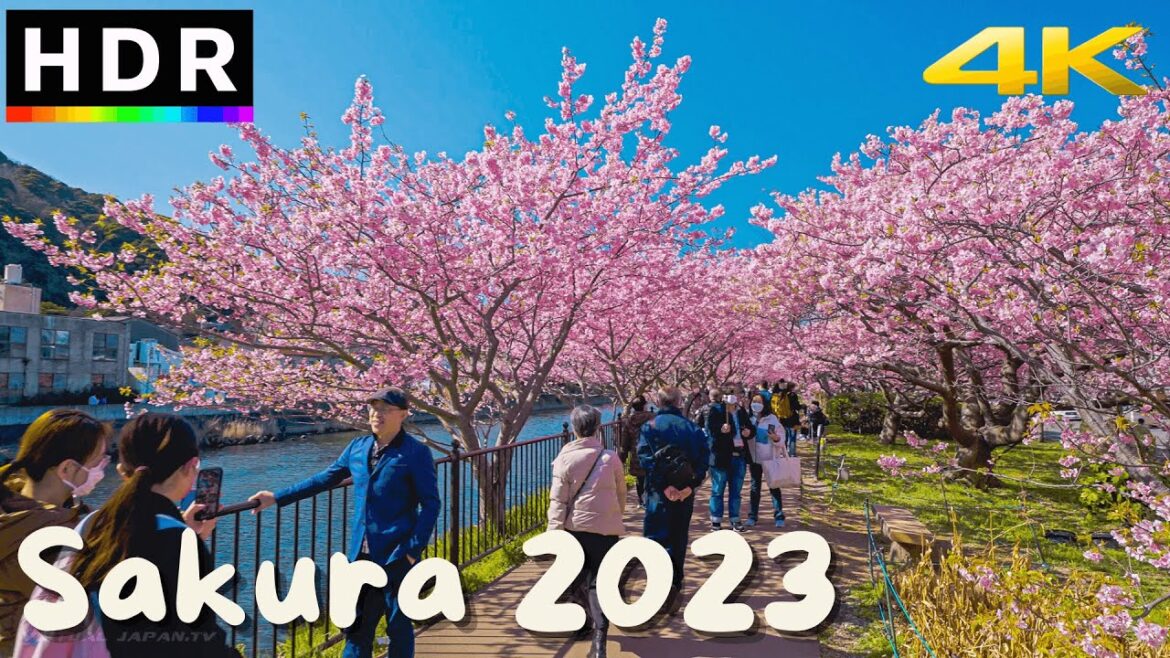 Japan Cherry Blossoms 2023 – Best Early Sakura near Tokyo – 4K HDR – 3 hours Japan Cherry Blossoms 2023 - Best Early Sakura near Tokyo - 4K HDR - 3 hours