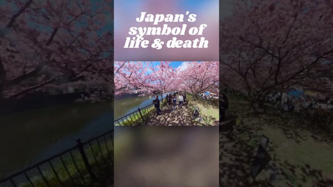 Japan Spring 2023 Cherry Blossoms – Blooming Now! (Izu Peninsula, Shizuoka Prefecture) Japan Spring 2023 Cherry Blossoms - Blooming Now! (Izu Peninsula, Shizuoka Prefecture)