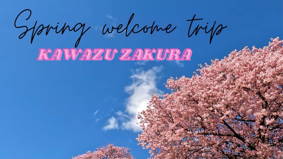 Japan travel /Kawazu zakura_ Hoa anh đào hồng báo hiệu mùa xuân của Nhật/ httravel Japan travel /Kawazu zakura_ Hoa anh đào hồng báo hiệu mùa xuân của Nhật/ httravel