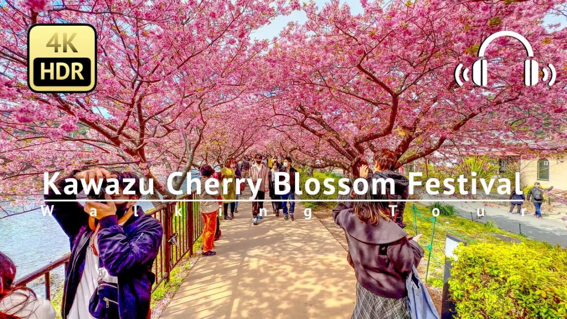 Kawazu Cherry Blossom Festival Walking Tour - Shizuoka Japan [4K/HDR/Binaural]
