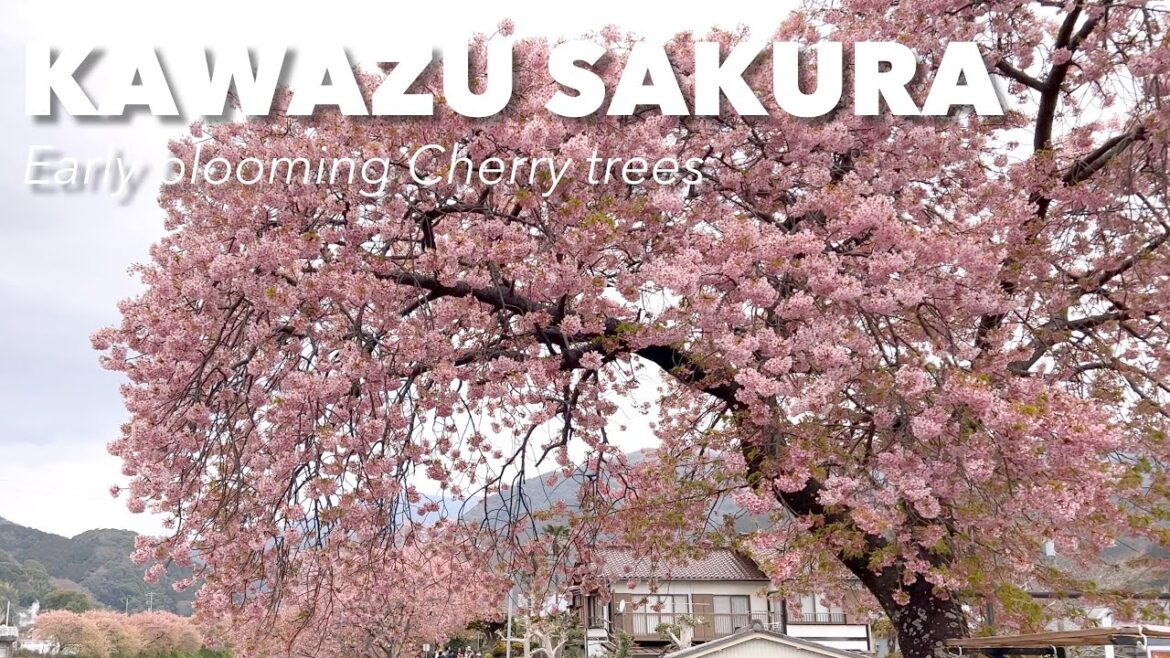Kawazu Sakura - Early Blooming Cherry Blossoms in Izu Japan