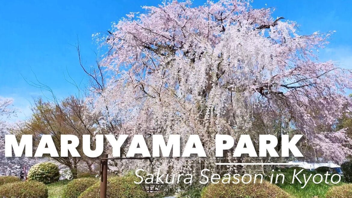 Most popular cherry blossoms park in Kyoto Japan - Maruyama Park