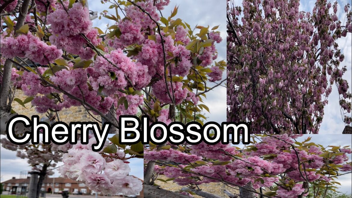 Pink Cherry Blossom tree in London |Beautiful Flower |cherry Blossom trees