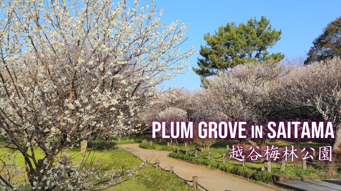 Plum Flowers in Saitama/Koshigaya Bairin Park /越谷梅林公園