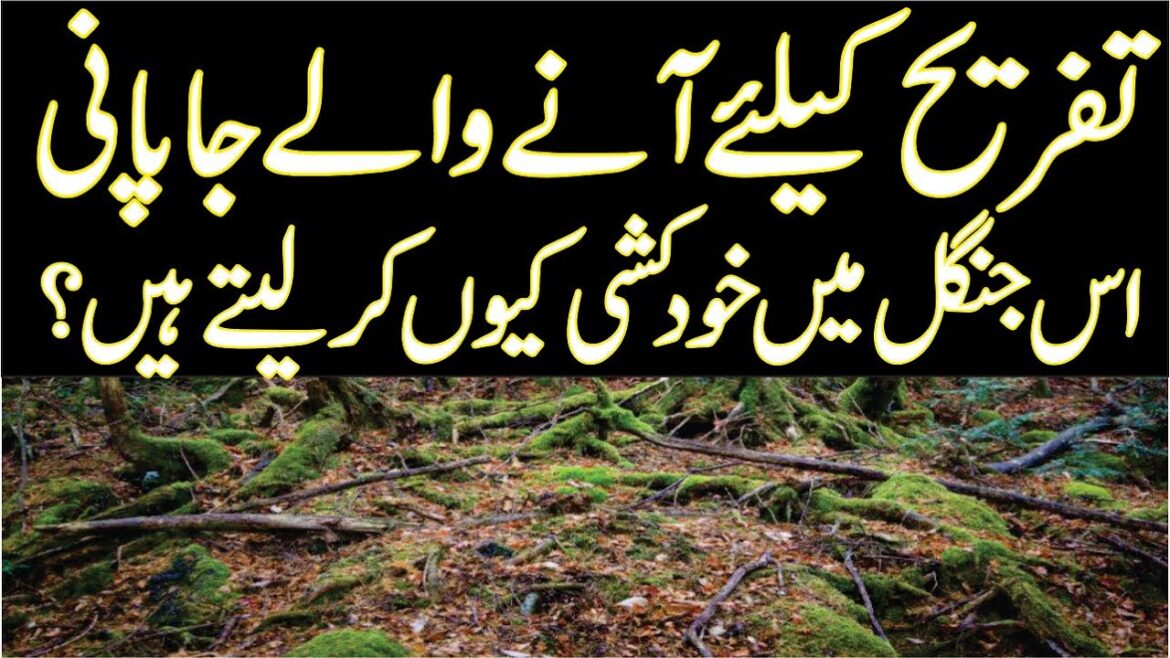 Suicide Forest Japan | Aokigahara Forest | Japan documentary | Story of Forest | Suicide Forest Japan | Aokigahara Forest | Japan documentary | Story of Forest |