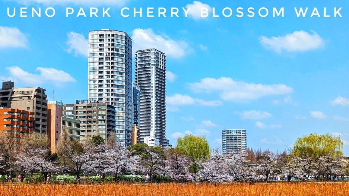 Tokyo Cherry Blossom Walk 🌸 Let's Explore Ueno Park!