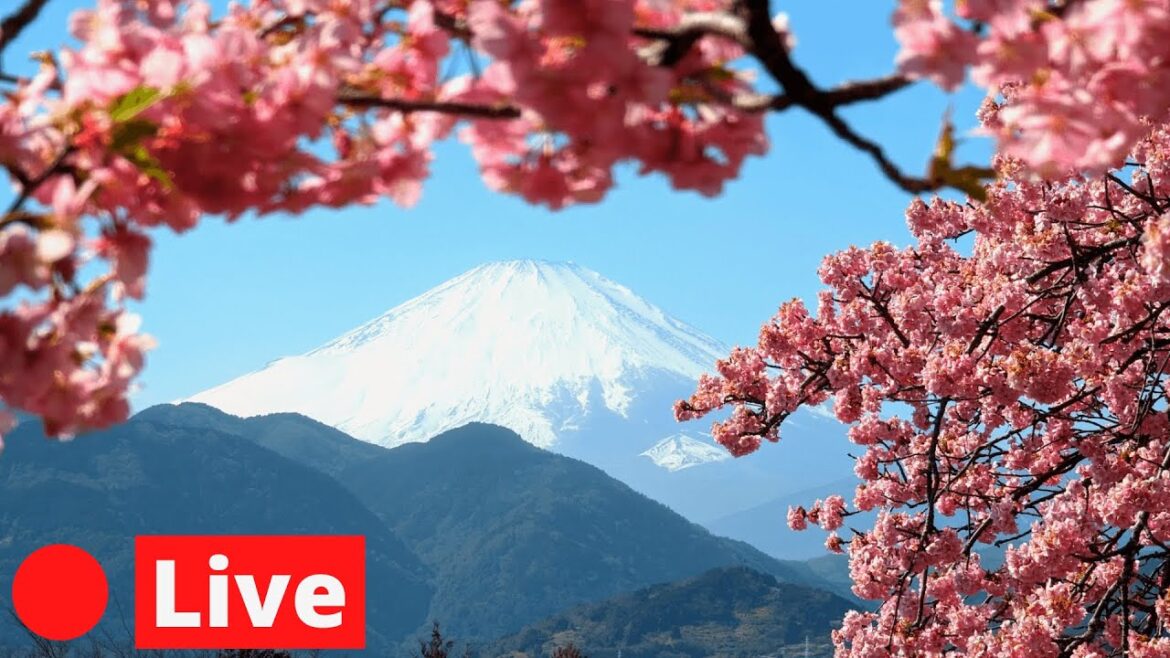 Tokyo LIVE Searching for Cherry Blossoms