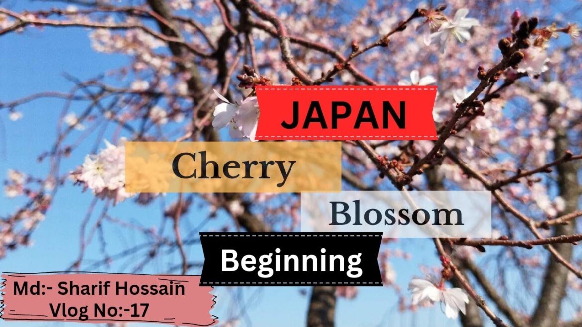 cherry blossom japan 2023 by deshi Blogger 24 | Japan cherry blossom park