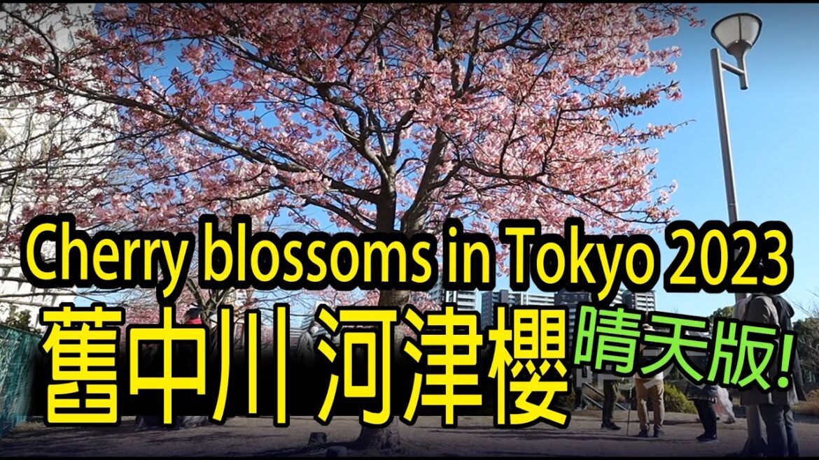 【2023 河津櫻】#013 舊中川河津櫻 Cherry blossoms at Kyunaka River in Tokyo 。