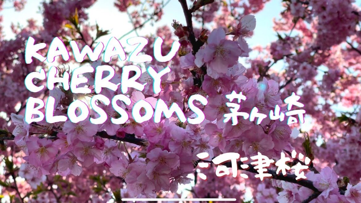 【3min Hanami】Kawazu cherry blossoms 河津桜 in Chigasaki