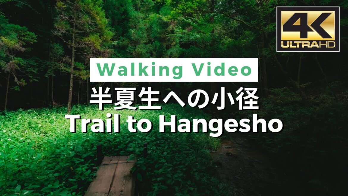 【4K】Trail to Hangesho / 半夏生への小径 –  Walking tour / Japan / DJI Pocket 2 【4K】Trail to Hangesho / 半夏生への小径 -  Walking tour / Japan / DJI Pocket 2