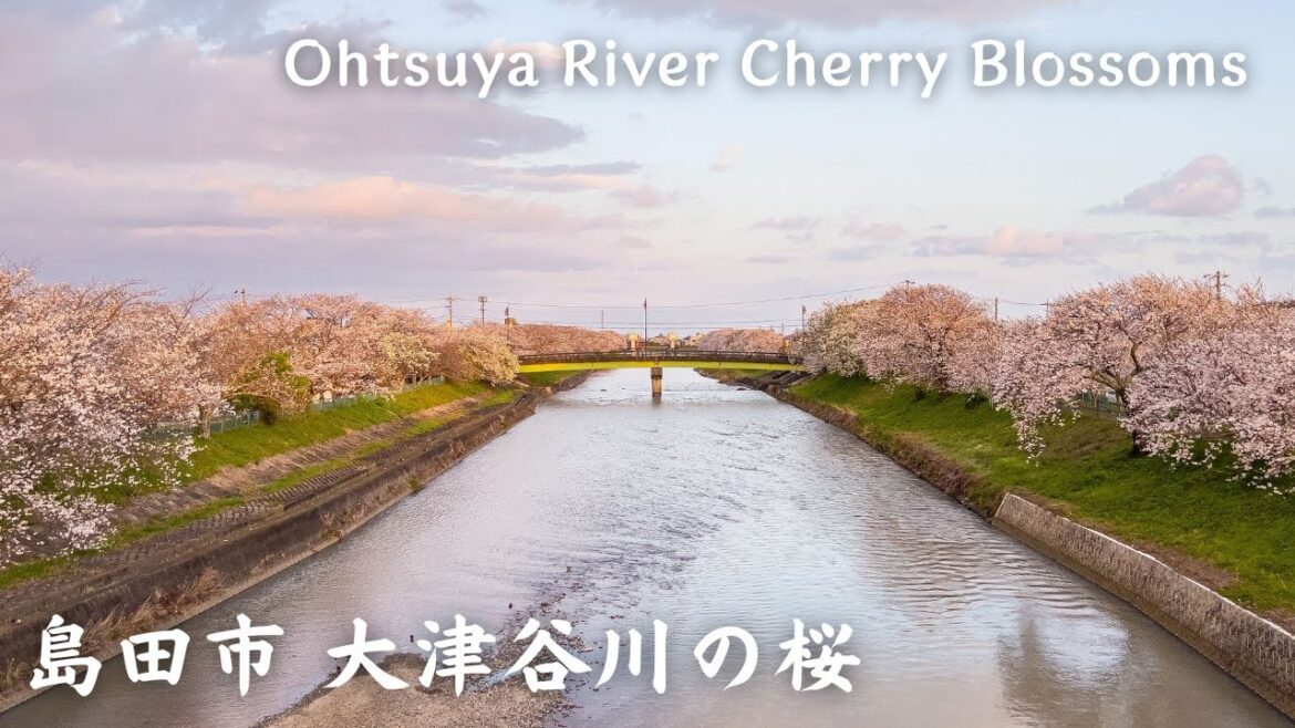 【4K】島田市 大津谷川の桜 – Ohtsuya River Cherry Blossoms / Walking tour / Japan / DJI Pocket 2 【4K】島田市 大津谷川の桜 - Ohtsuya River Cherry Blossoms / Walking tour / Japan / DJI Pocket 2