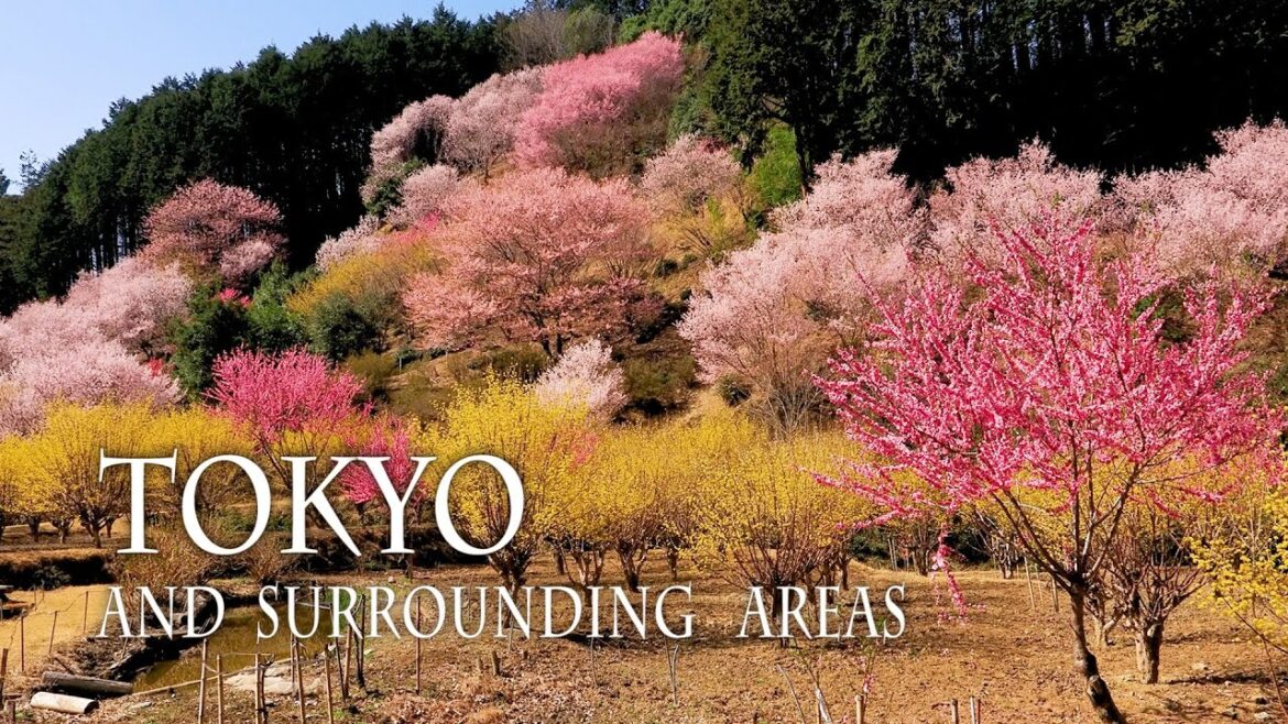 【Cherry and Peach blossoms】 If A Utopia Had Existed? 東京近郊は春にユートピアに変わる。#目黒川 【Cherry and Peach blossoms】 If A Utopia Had Existed? 東京近郊は春にユートピアに変わる。#目黒川