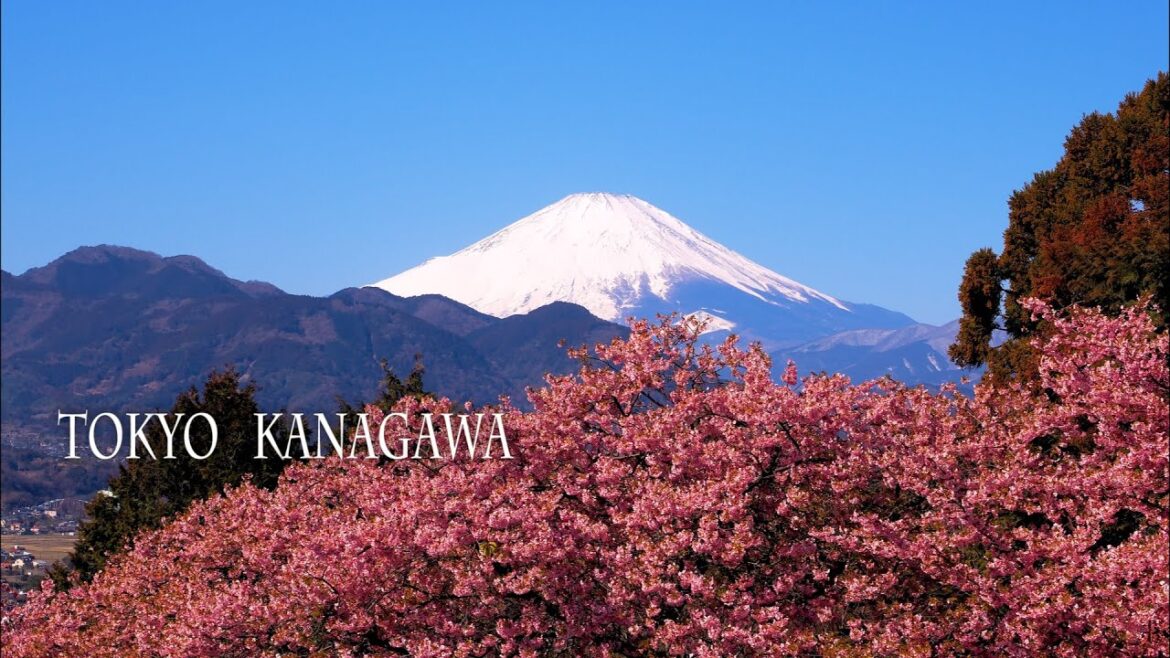 【Cherry and Plum blossoms】 Spring has sprung in Tokyo metropolitan area. 都心は春の陽気　#まつだ桜まつり