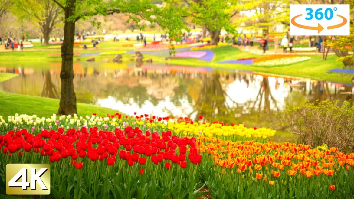 【Tokyo Tulips】"Showa Kigen Park " Tokyo Japan Walking Tour (360 VR)