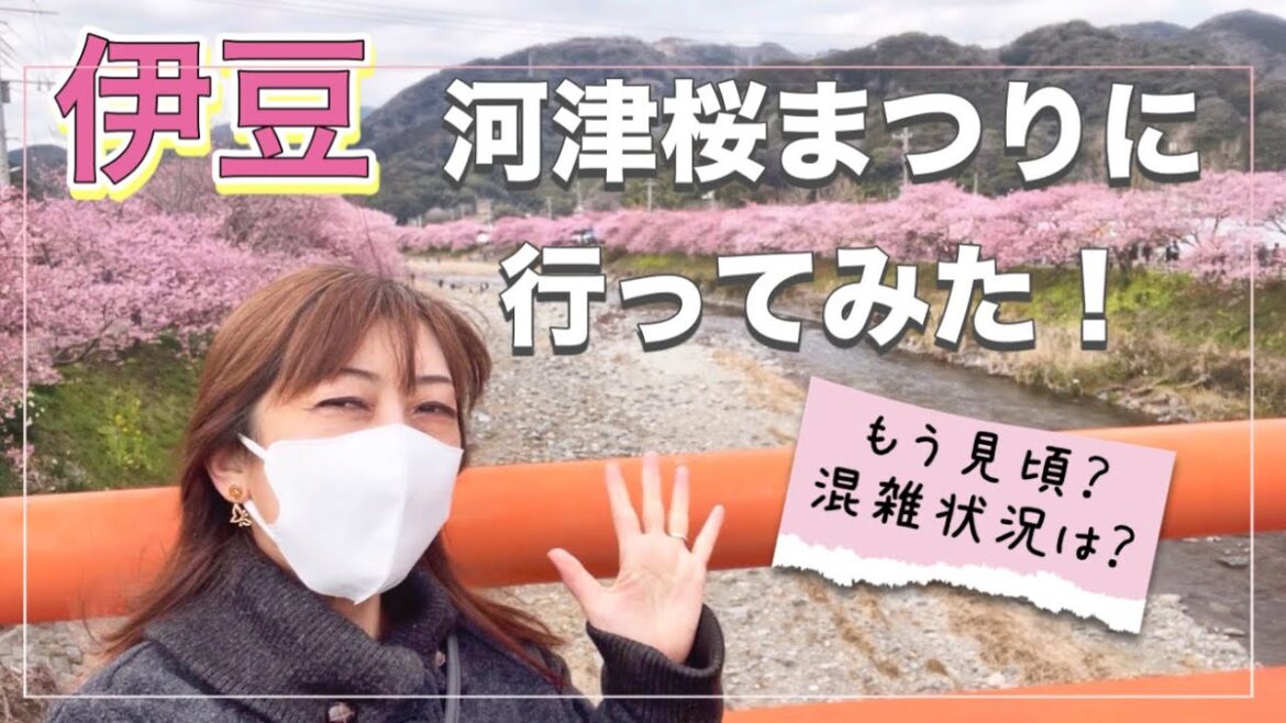 【伊豆】もう見頃？混雑状況は？2023年河津桜まつり #vlog  #伊豆 #japan #伊豆  #河津桜 #2023
