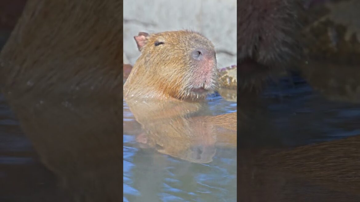 【伊豆シャボテン動物公園】Capybara Relaxation in Izu Shaboten Zoo, Shizuoka 2023 #shorts