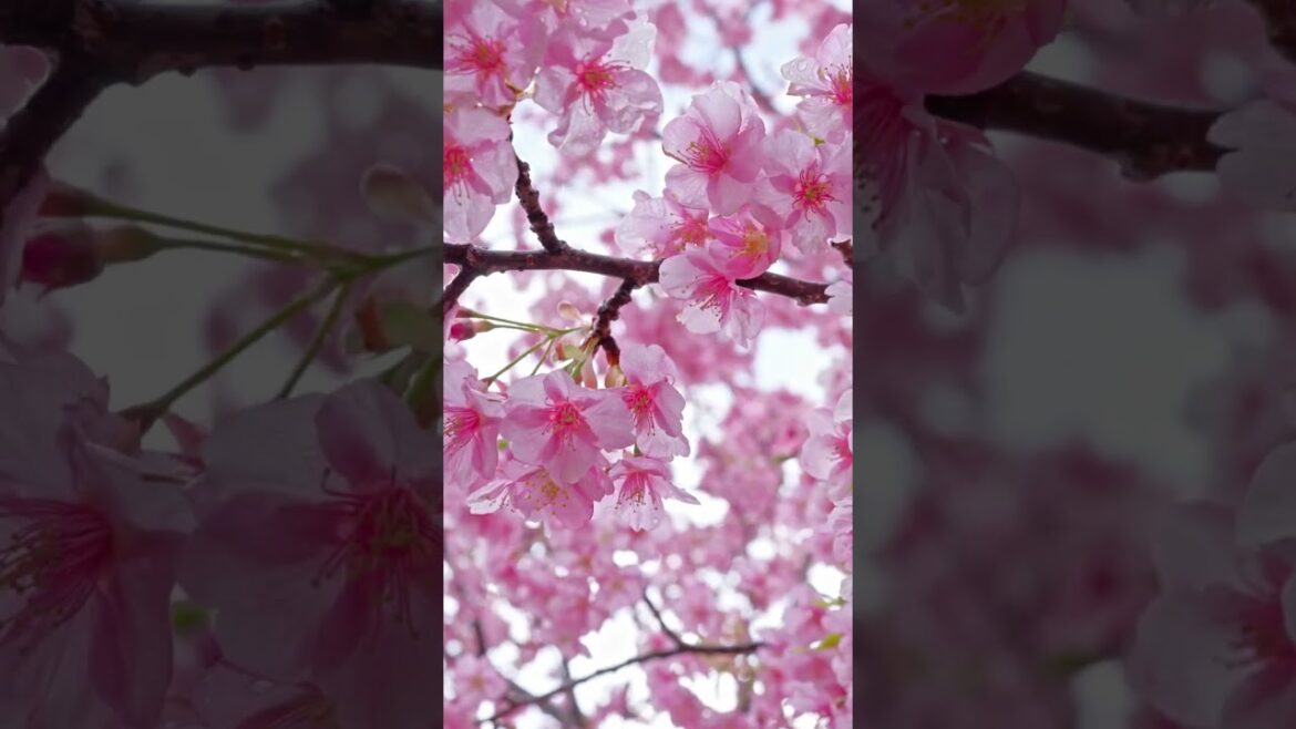 【南伊豆】Cherry Tree and Canola flower festival in Minami-Izu, Shizuoka 2023 #shorts