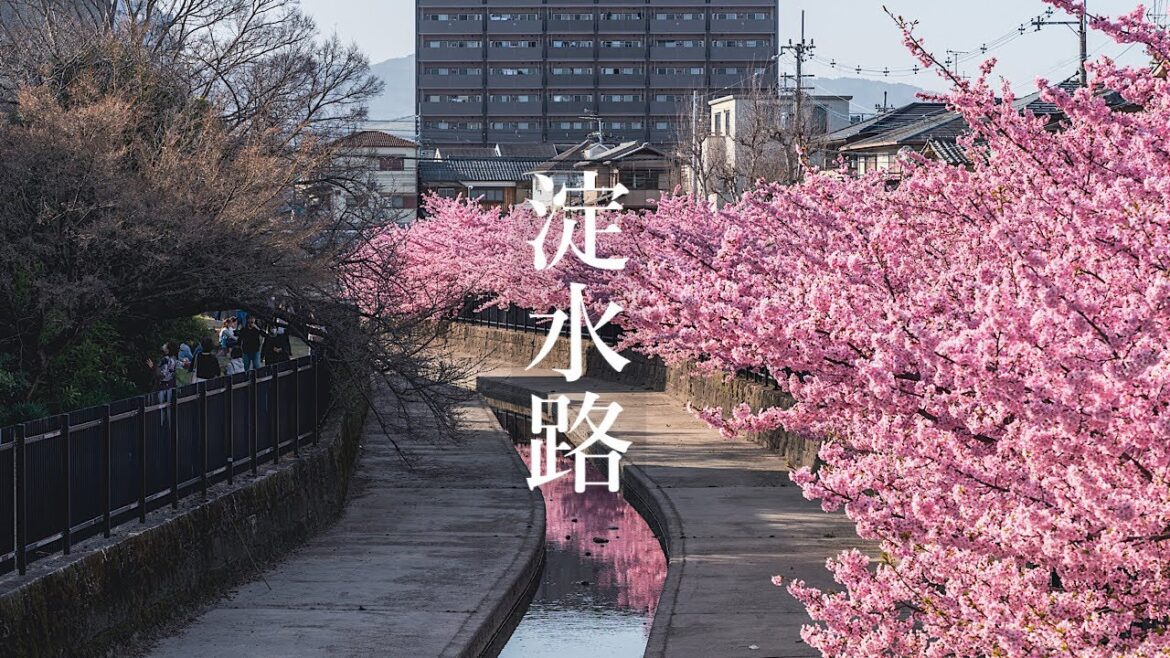 淀水路 河津桜 2023 Kyoto Walk - Yodo Kawazu Cherry Blossoms 4K HDR Japan