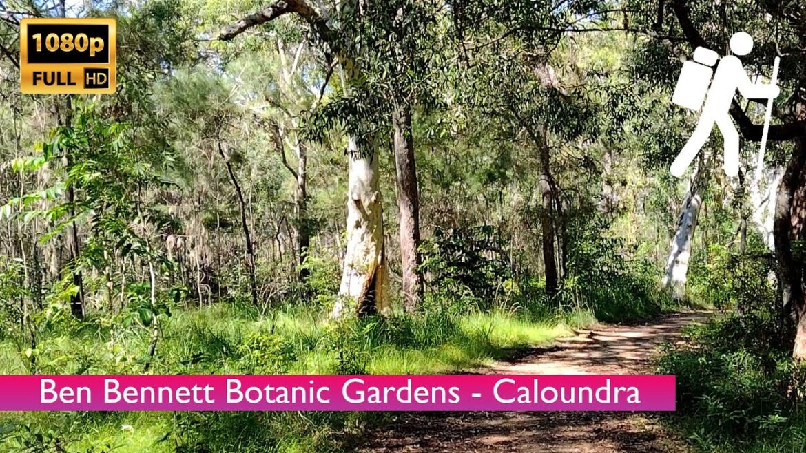 [1080P FHD] Walking Tour Through The Ben Bennett Bushland Park - Caloundra - Sunshine Coast