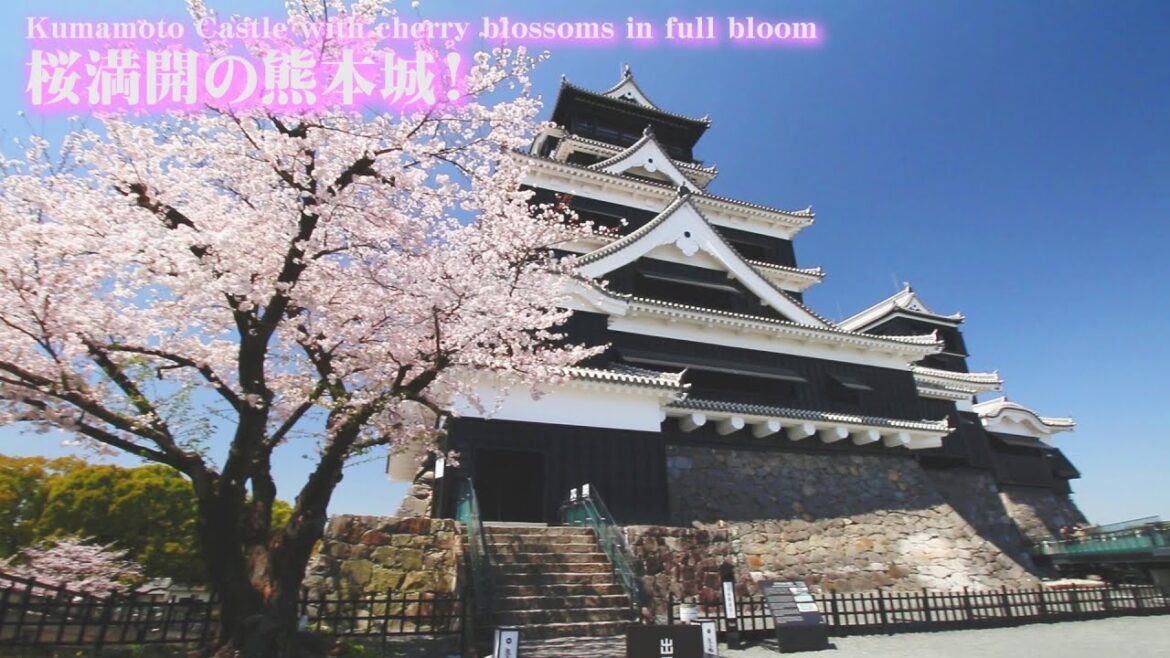 🌸2023熊本城満開の桜巡り🌸Cherry blossom tour in full bloom at Kumamoto Castle 🌸2023熊本城満開の桜巡り🌸Cherry blossom tour in full bloom at Kumamoto Castle