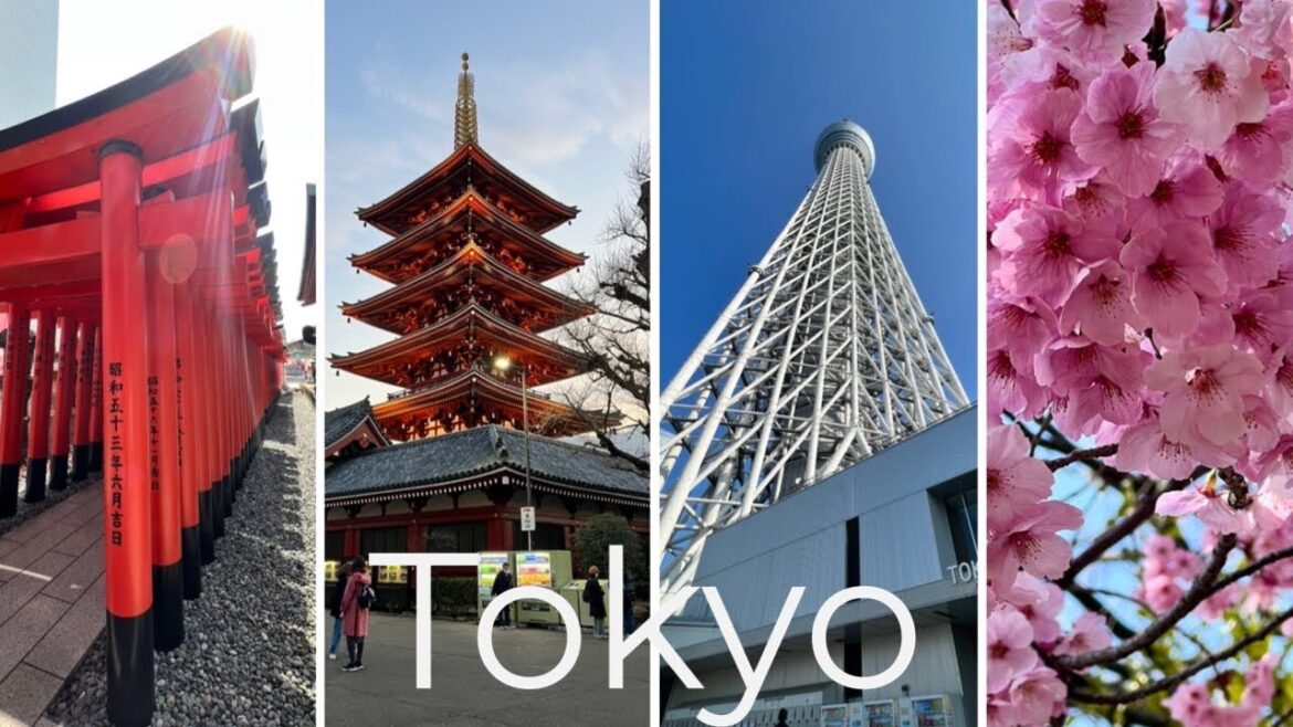 Tokyo Tower, Shrines and More! Our Trip to Tokyo, Japan With our grandparents! 東京タワー、桜、神社など! 東京への旅!