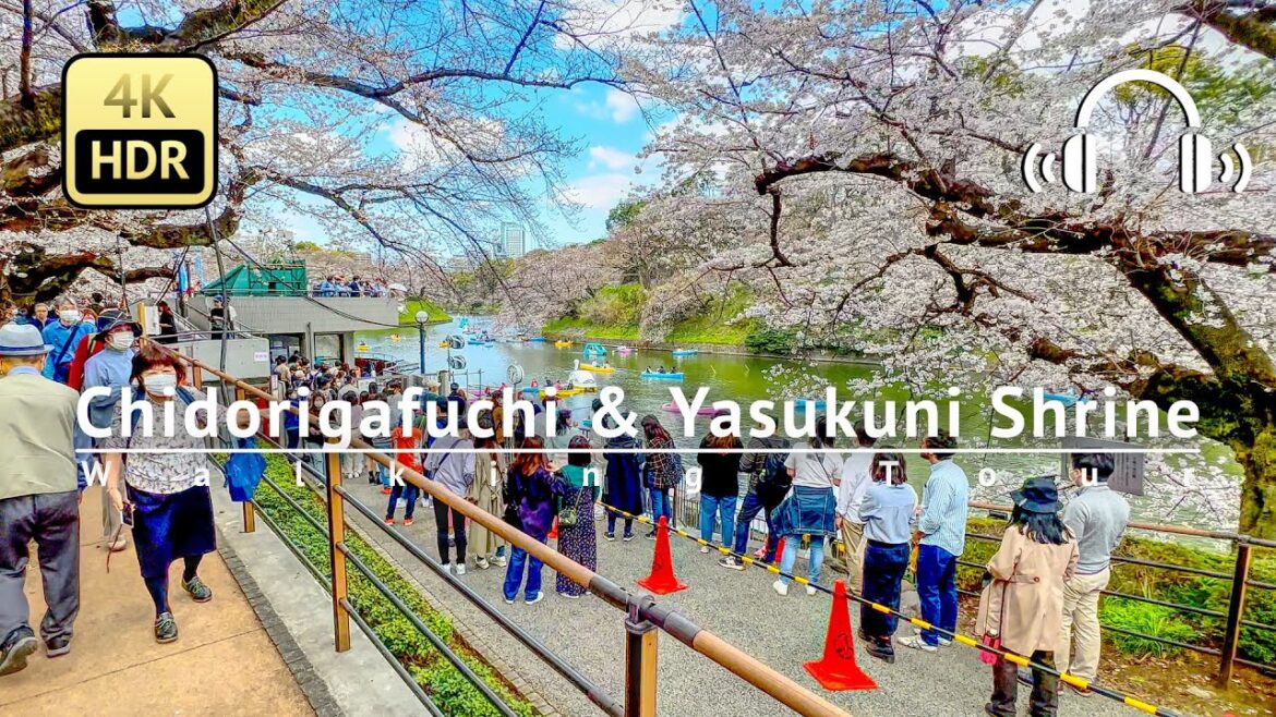 Tokyo Cherry Blossoms in Full Bloom 2023 Walking Tour - Tokyo Japan [4K/HDR/Binaural]