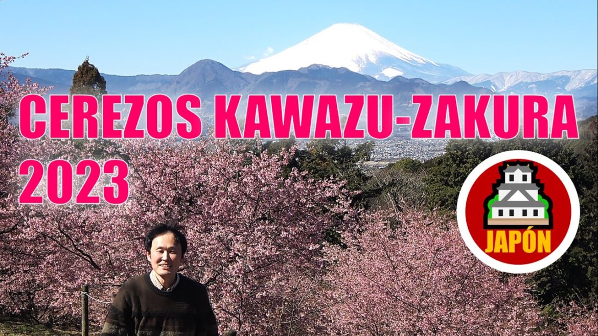 Los cerezos Kawazu-zakura y el Monte Fuji 2023 (Matsuda-yama & Oi Yume no Sato)